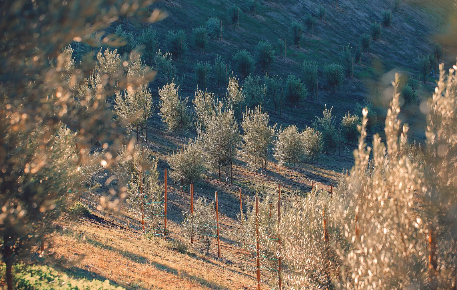 A Brief History of Olive Oil Milling